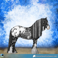Horse Color:Black Ice Sabino Appaloosa Rabicano 