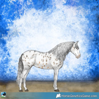 Horse Color:Buckskin Sabino Appaloosa