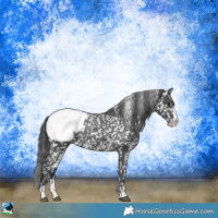 Horse Color:Black Sabino Appaloosa Rabicano 