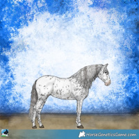 Horse Color:Black Ice Appaloosa