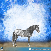 Horse Color:Black Sabino Appaloosa Rabicano 
