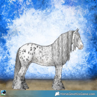 Horse Color:Black Sabino Appaloosa 