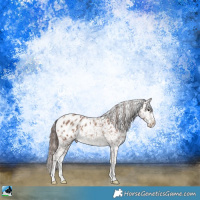 Horse Color:Classic Champagne Sabino Appaloosa 