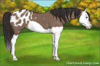 Horse Color:Liver Red Dun Splash Appaloosa