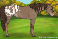 Horse Color:Liver Red Dun Appaloosa
