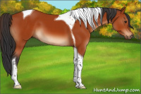 Horse Color:Brown Tobiano 