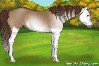 Horse Color:Gray Red Dun Splash 