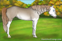Horse Color:Gray Red Dun Splash 
