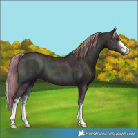 Horse Color:Watercolor White Spotted Midnight Liver Red Onyx Ice Pearl 