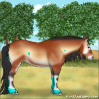 Horse Color:Bay Onyx 