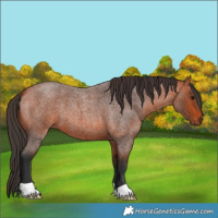 Horse Color:Bay Roan 