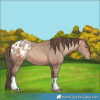 Horse Color:Amber Champagne Appaloosa 