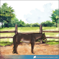 Horse Color:White Spotted Liver Chestnut Sabino 