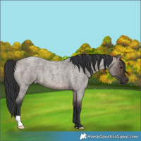 Horse Color:Brown Roan Dun 