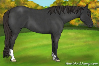 Horse Color:Liver Red Roan 