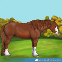 Horse Color:Chestnut 