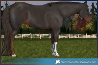 Horse Color:Liver Chestnut 