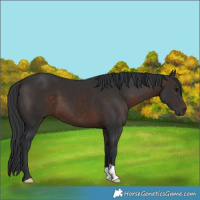 Horse Color:Brown 