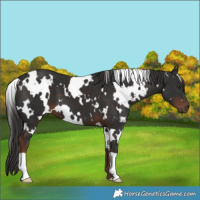 Horse Color:White Spotted Liver Chestnut