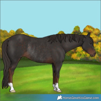 Horse Color:Liver Chestnut Rabicano 