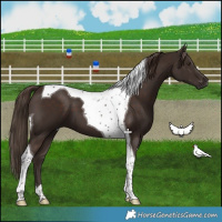 Horse Color:Liver Chestnut Tobiano 
