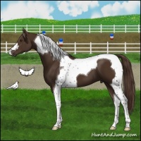 Horse Color:Liver Chestnut Tobiano 