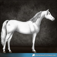 Horse Color:Gray Black 