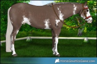 Horse Color:Silver Black Sabino 