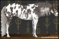 Horse Color:Silver Black Sabino Near Leopard