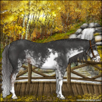Horse Color:Liver Chestnut Sabino 