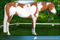 Horse Color:Silver Bay Sabino Frame
