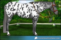 Horse Color:Black Near Leopard 