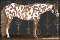 Horse Color:Chestnut Appaloosa 