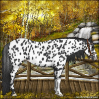 Horse Color:Black Near Leopard 