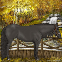 Horse Color:Smoky Black