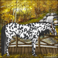 Horse Color:Black Appaloosa 