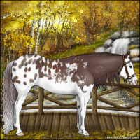 Horse Color:Chocolate Black Splash Near Leopard 