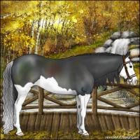 Horse Color:Black Splash Varnish 