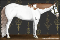 Horse Color:Chestnut Splash Snowcap 