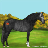 Horse Color:Gray Black Rabicano 