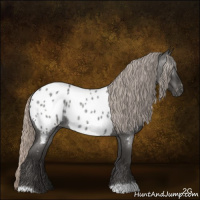Horse Color:Gray Silver Blue Roan Appaloosa Rabicano 
