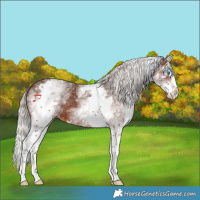Horse Color:White Spotted Silver Brown Splash 