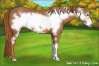 Horse Color:Chestnut Frame