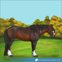 Horse Color:Brown 