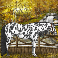 Horse Color:Black Appaloosa