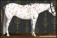 Horse Color:Amber Champagne Appaloosa 