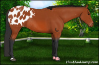 Horse Color:Bay Appaloosa Rabicano 