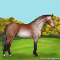 Horse Color:Gray Bay 