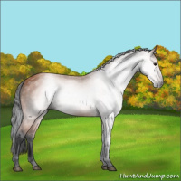 Horse Color:Gray Bay 