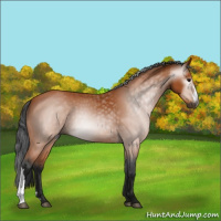 Horse Color:Gray Bay 